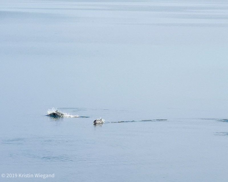 Niser som svømmer i havet utenfor rasteplassen på Forsan i Steigen